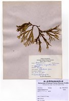 藏品(厚緣藻)的圖片